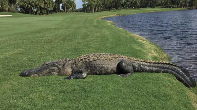 Los caimanes son una especie típica de Florida