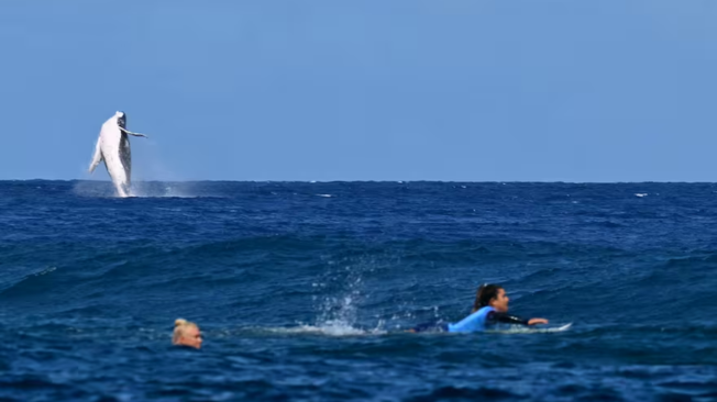 Ballena en Olímpicos