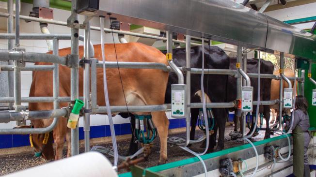 Vacas en Colombia, leche