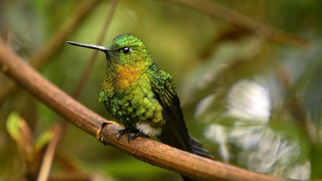 Las aves surcan a sus anchas el cielo vallecaucano.