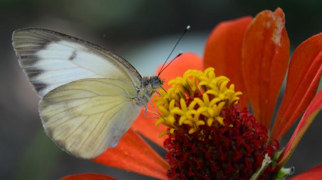 La flora es parte de esa riqueza del Valle para la COP16.