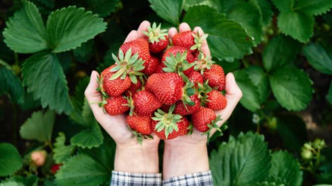 Las fresas son más que saludables