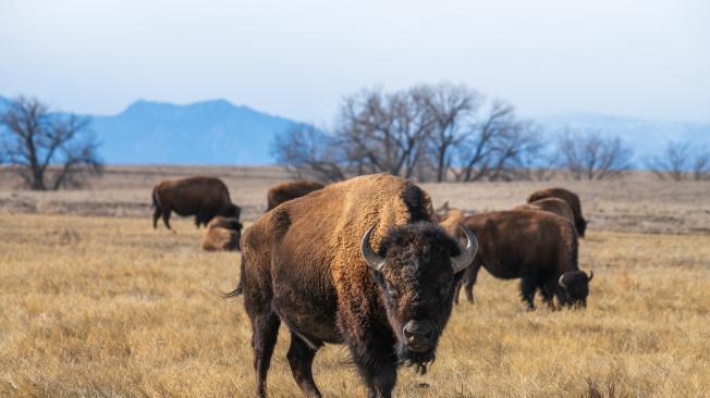 Los bisontes dejaron de reproducirse, quedando 90 animales de una manada que superaba los 500 en la isla Santa Catalina.