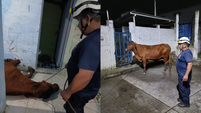 La vaca cayó en el techo de una vivienda de dos pisos, terminando en una de las habitaciones de la casa.