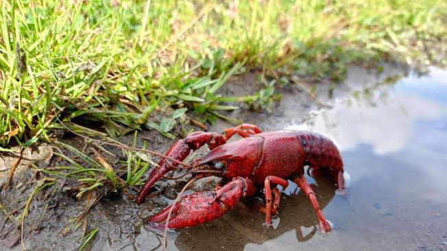 Langostilla de río o langostilla roja