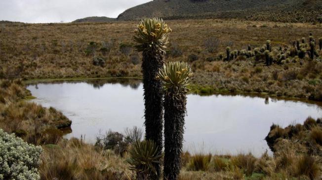 Parque Natural Los Nevados.