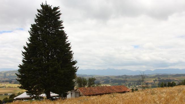 Con la agricultura regenerativa, se puede producir hasta un 133% más de cebada que con los métodos convencionales.