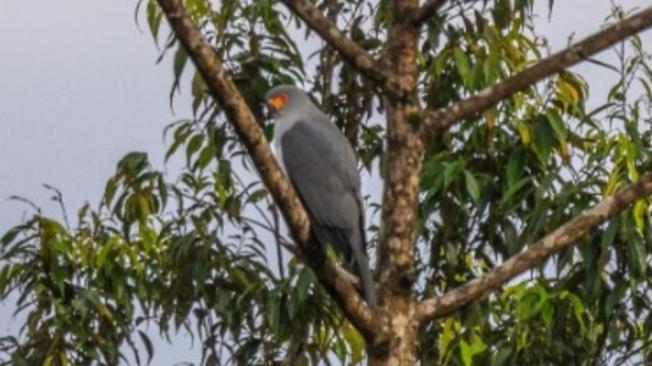 Esta rara ave rapaz, catalogada como vulnerable en la Lista Roja de Especies Amenazadas de la UICN, solo se encuentra en la isla de Nueva Bretaña, en Papúa Nueva Guinea.