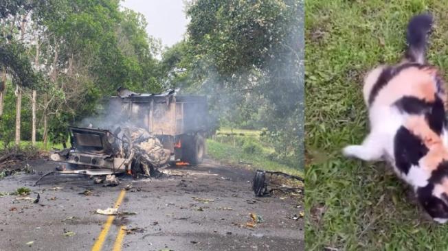 El atentado del Eln en Arauca también afectó a 'Catalina', la gata mascota de los soldados.