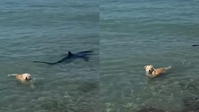 Perro persiguió a tiburón en una playa