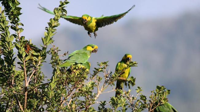 : Grupo de loros orejiamarillos en la reserva natural Finca Los Árboles en Salento, Quindío