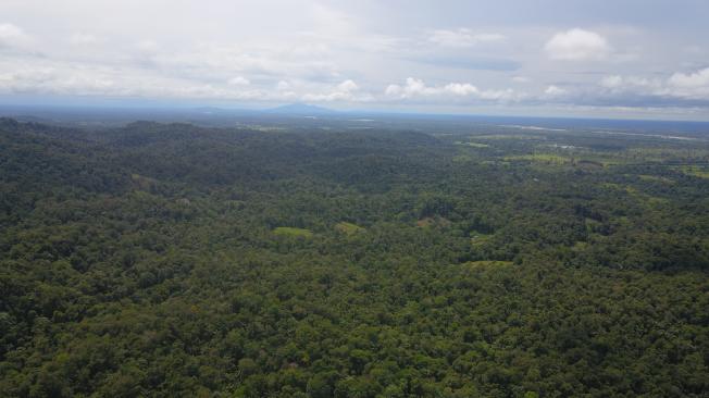 Una de las problemáticas en el sector es la deforestación.