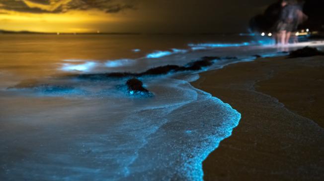 Playa bioluminiscencia