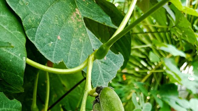 Mucuna es un afrodísaco.