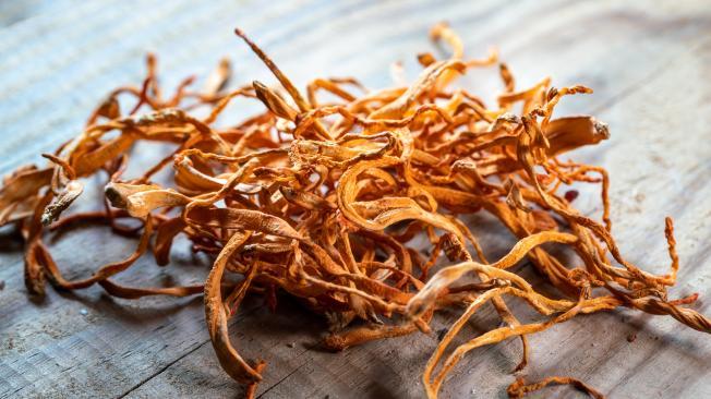 Cordyceps