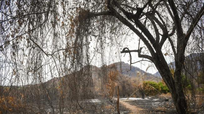 Incendios en Tolima, 2024