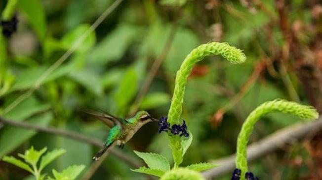 Biodiversidad Cesar