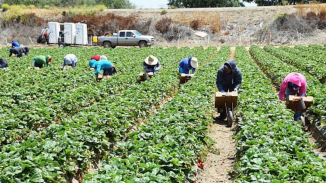 Los trabajadores del campo son un sector muy importante en California