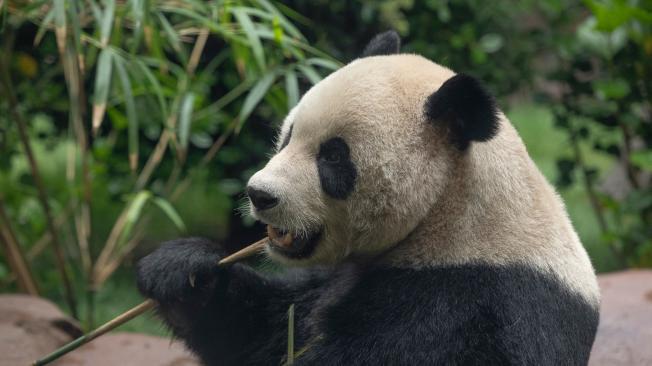 Los niños podrán ingresar al zoológico y ver el nuevo hábitat de los pandas de manera gratuita.