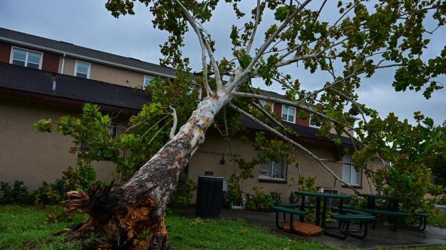 Un árbol cayó sobre la fachada de una propiedad en el centro de Kissimee, Florida, debido al huracán Milton.