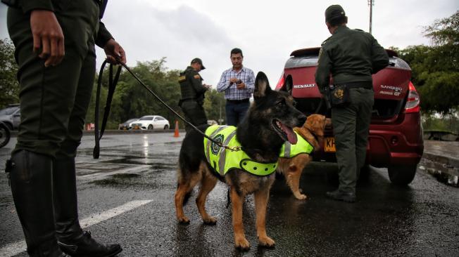 Los caninos reforzarán la seguridad en la COP16