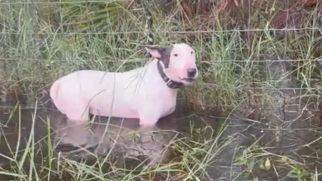 Perro rescatado en Florida tras el huracán Milton