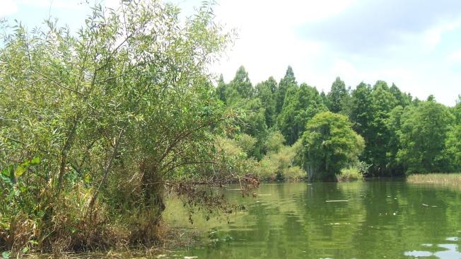 Los residentes aseguran que las autoridades no dieron mantenimiento al Lago Thonotosassa.