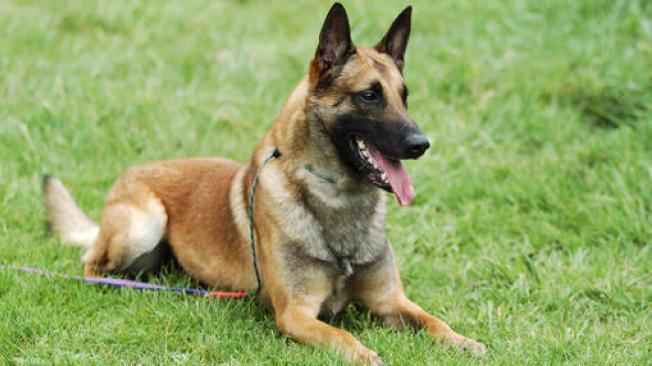 El pastor belga malinois se posiciona actualmente como el perro más inteligente.