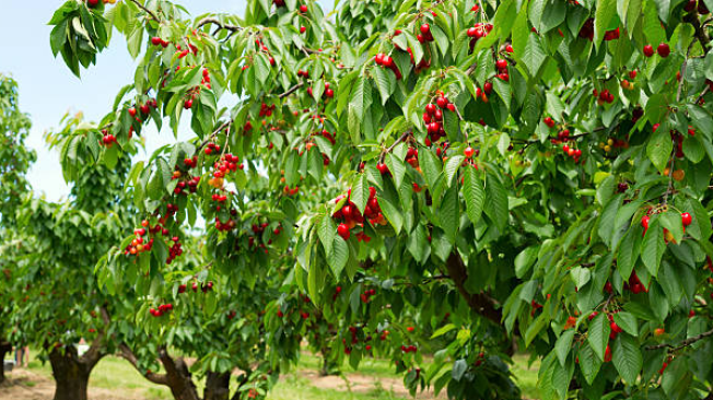 Algunos estudios sugieren que el consumo regular de cerezas puede ayudar a prevenir la degeneración macular