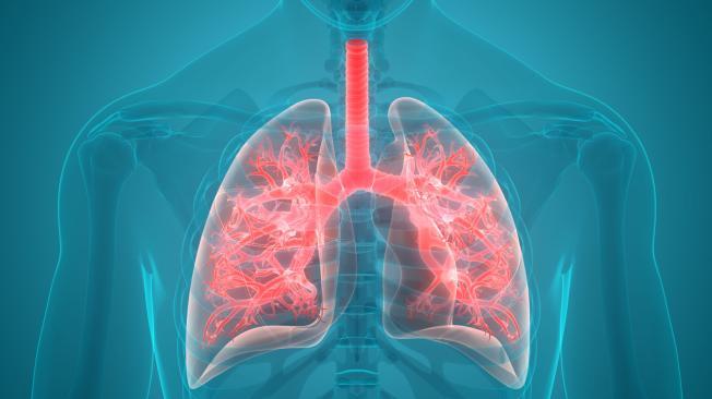 Pulmones