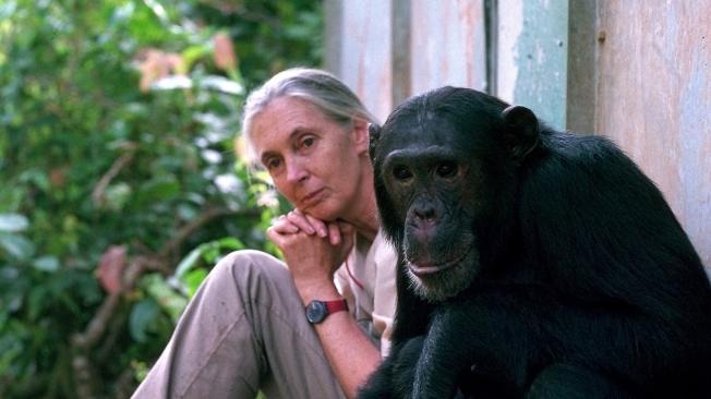 Jane Goodall con el chimpancé Freud en el Gombe National Park deTanzania.