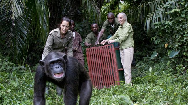 Jane Goodall and Rebeca Atencia release orphan chimpanzee Wounda on Tchindzoulou Island