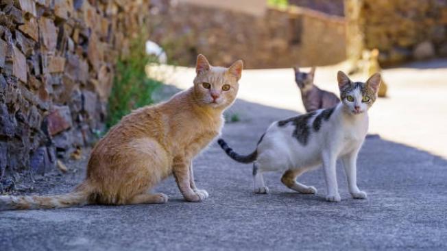 Los gatos callejeros son debate en Florida