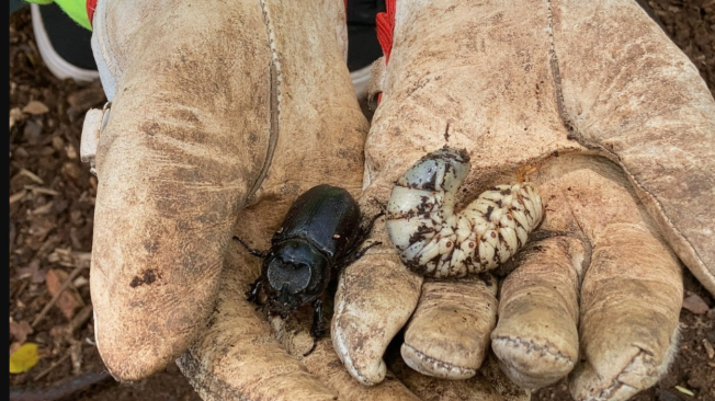 escarabajos rinocerontes del coco.