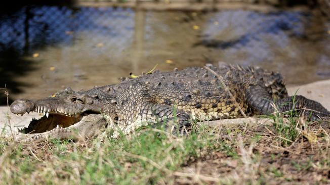 'Ñata' está en el Centro de Atención y Valoración de Fauna Silvestre de San Emigdio de la CVC. Será trasladado a los Llanos Orientales.