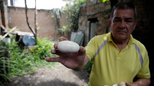 Jesús Leonardo Escobar muestra los huevos que 'Ñata' ponía en el patio de su casa.