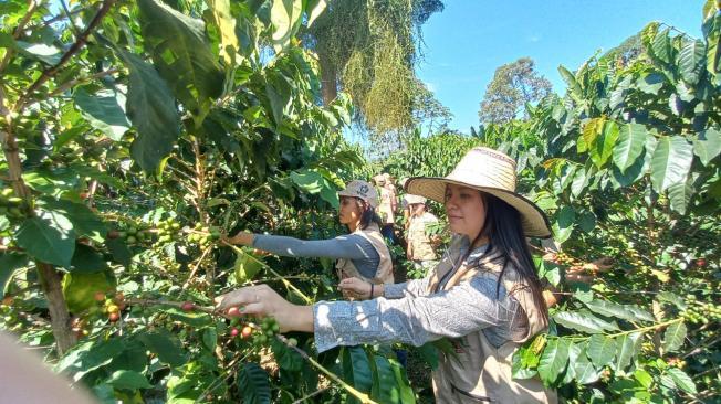 El café mueve la economía en 38 de los 47 municipios del Tolima.