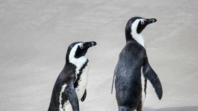 Pingüinos asesinados