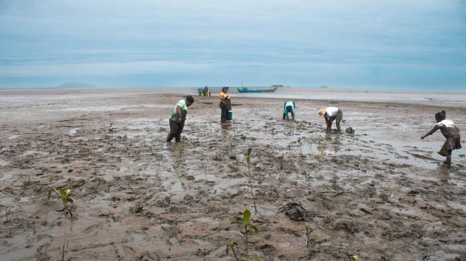 Piangüeras conchando en el manglar Raizal de Tumaco.