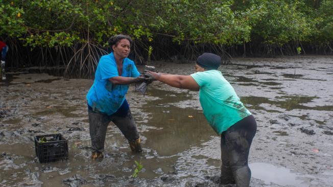 Mujeres conchando en los manglares de Tumaco