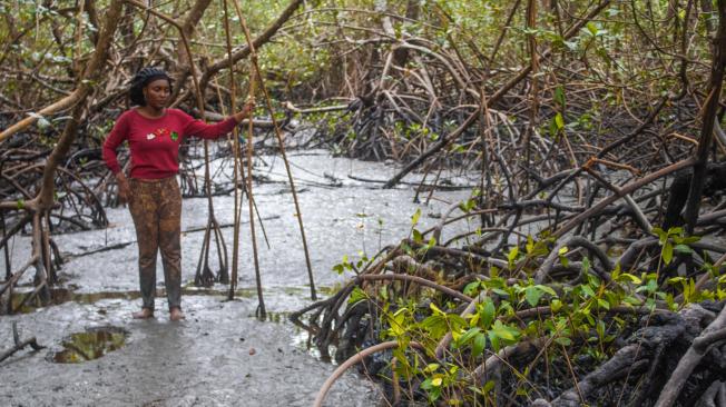 Mujeres conchando en manglares de Tumaco