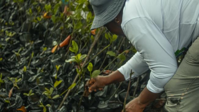 Mujeres concheras en los manglares de Tumaco