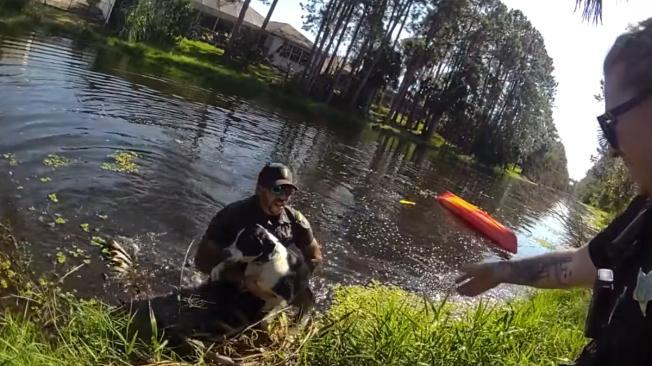 El perrito rescatado por un diputado de Florida pudo volver a salvo a la orilla del canal.