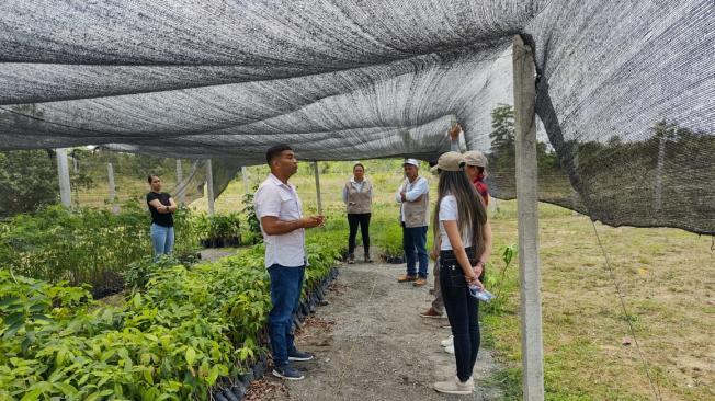 El plan empezó con un vivero en Caucasia para sembrar guarumo y piñón.