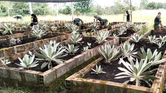 Rescate de frailejones en los páramos de Colombia