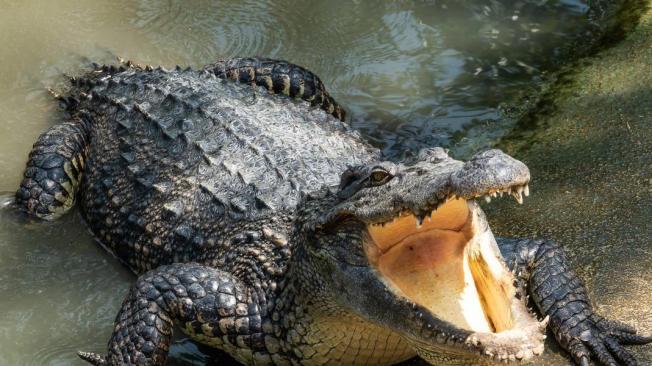 Estos animales abundan en el estado de Florida, al punto de que se creó un programa especial para solucionar cualquier conflicto que pueda presentar.