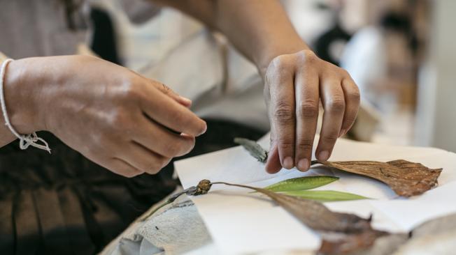 Misiones de Colombia y Bolivia ante la ONU abren exposición sobre uso tradicional de la hoja de coca en Nueva York