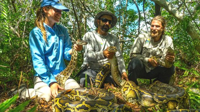 El estudio analizó a tres serpientes.