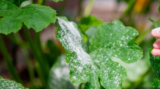 El moho en las plantas es un problema difícil de tratar por la humedad que muchas veces se almacena en ellas. Sin embargo, aplicar el vinagre es una buena solución.