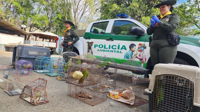 Estas especies, tienen un avalúo ecológico superior a los 166 millones de pesos.